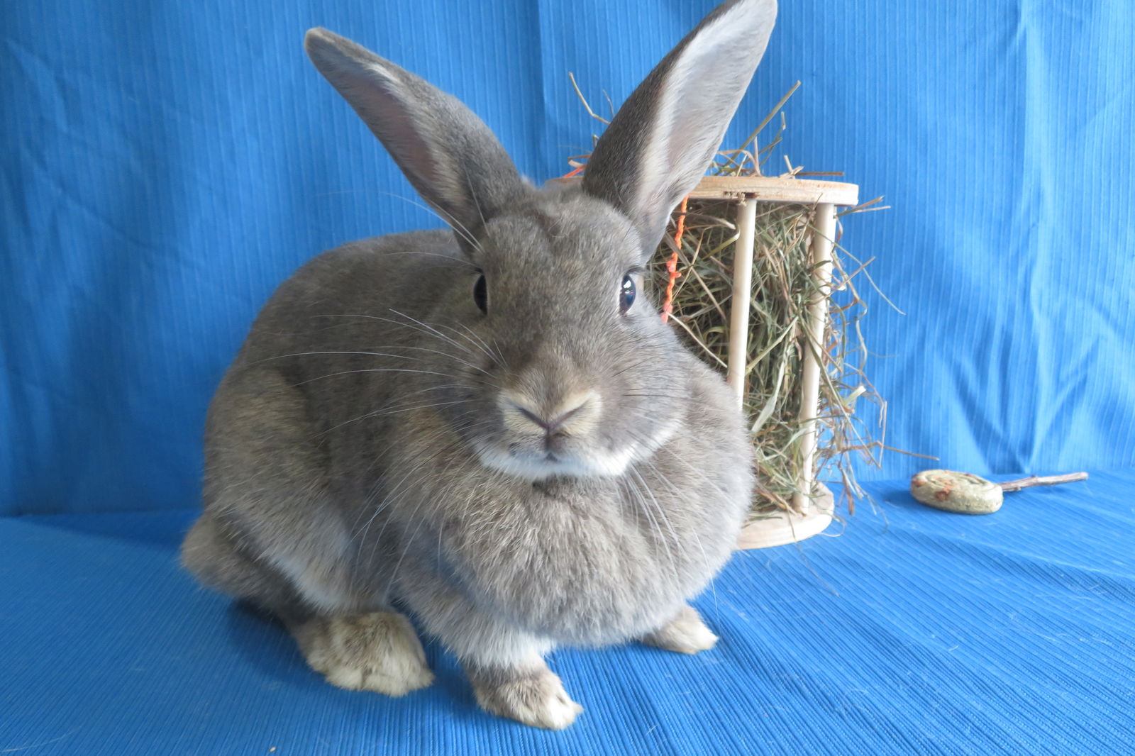 adoptable Rabbit in East Syracuse, NY named Plutonium