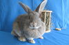 adoptable Rabbit in  named Plutonium