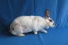 adoptable Rabbit in  named Flourine