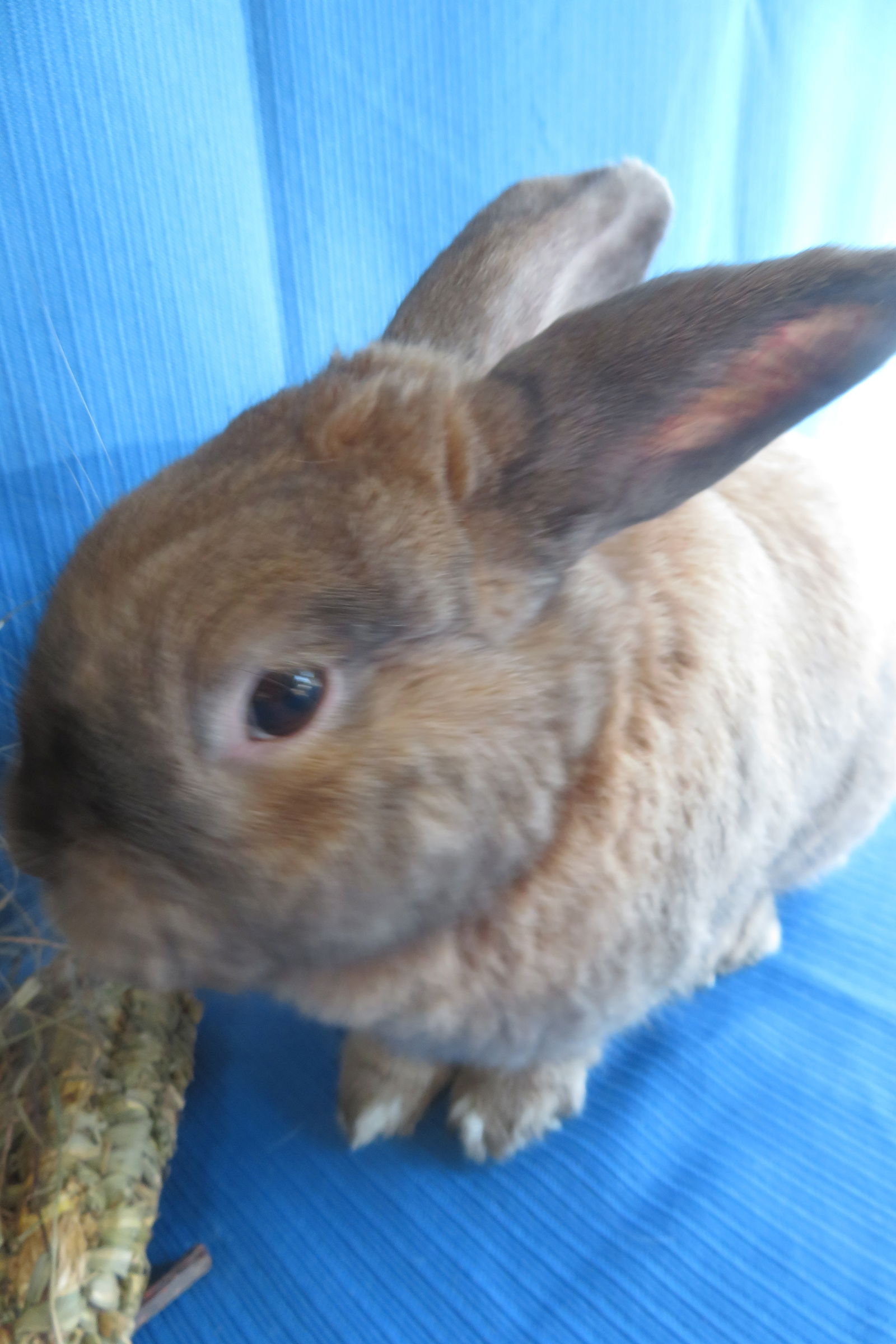 adoptable Rabbit in East Syracuse, NY named Americium