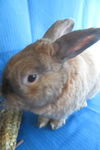 adoptable Rabbit in  named Americium