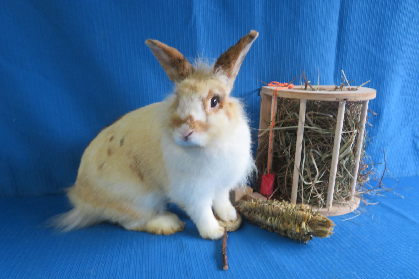 adoptable Rabbit in East Syracuse, NY named Bahrain