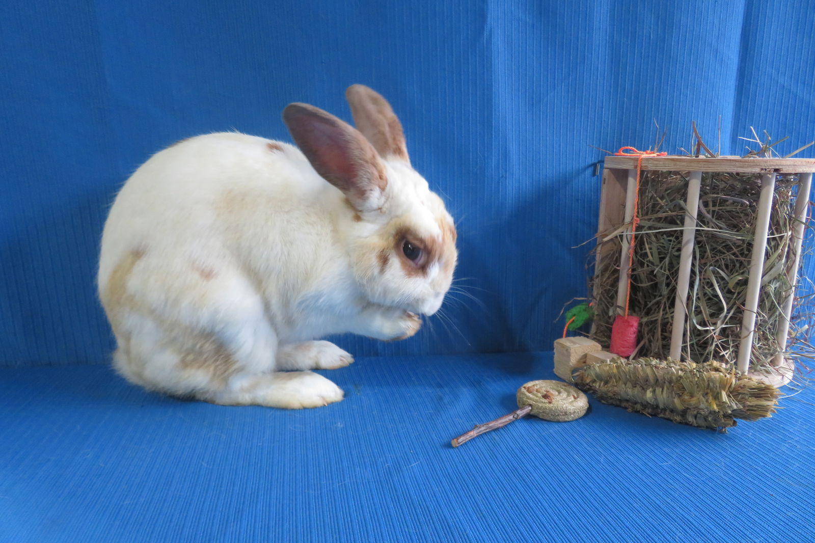 adoptable Rabbit in East Syracuse, NY named Andorra