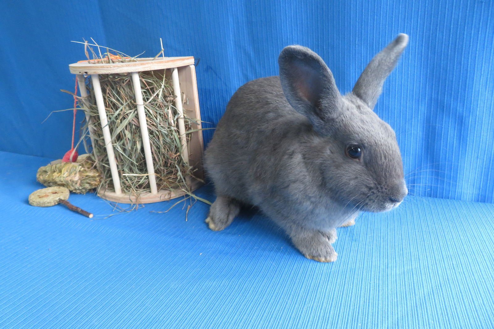 adoptable Rabbit in East Syracuse, NY named Chad