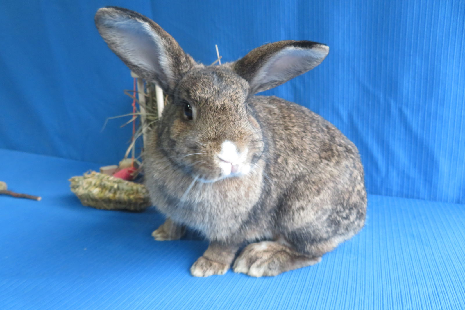 adoptable Rabbit in East Syracuse, NY named Tantalium