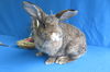 adoptable Rabbit in  named Tantalium