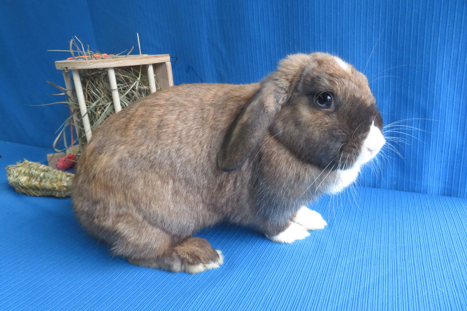 adoptable Rabbit in East Syracuse, NY named Lathanium