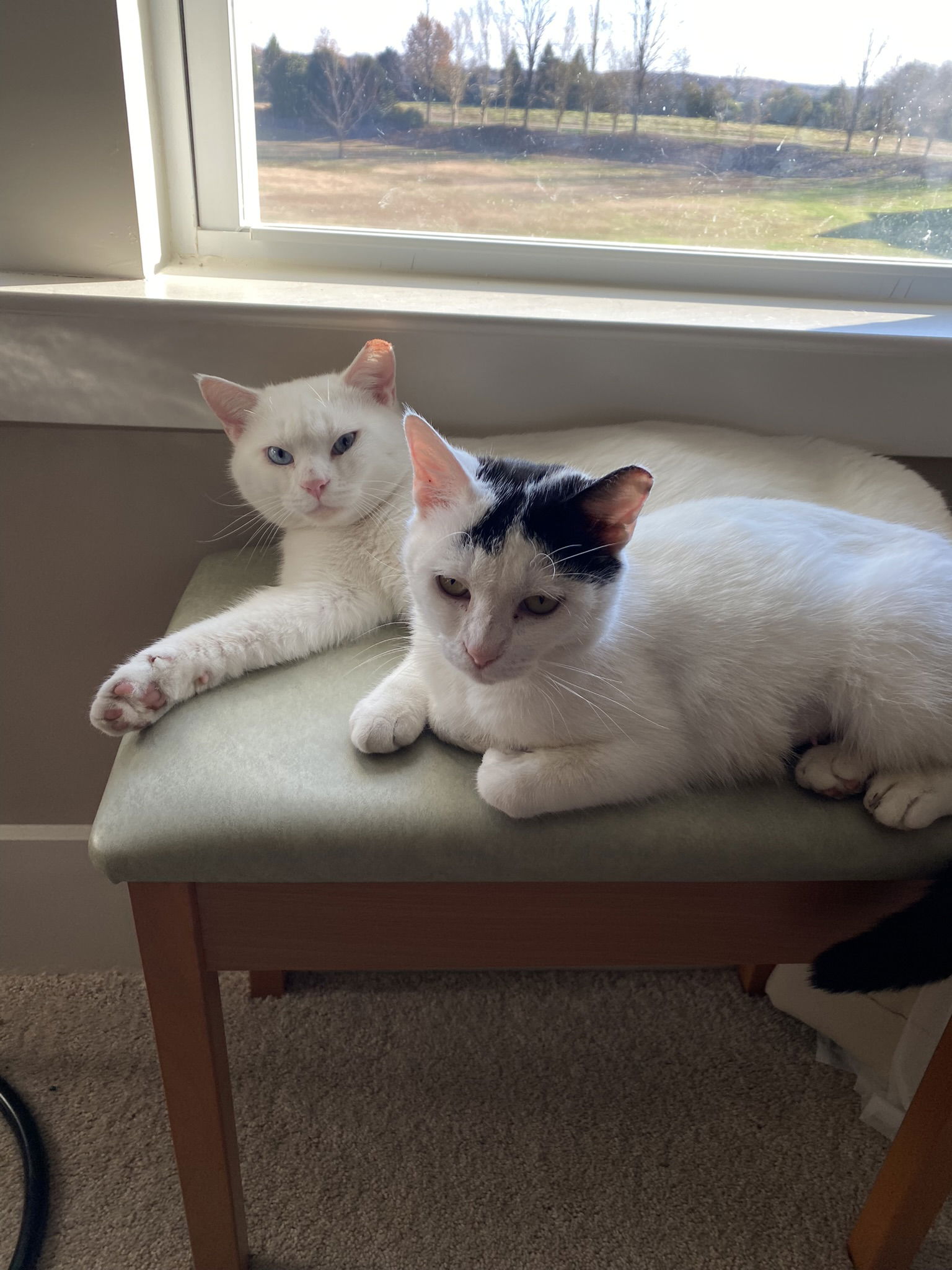 adoptable Cat in Monroe, NC named Coconut