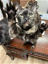 adoptable Cat in monroe, NC named Wildfire