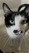 adoptable Cat in monroe, NC named Natasha