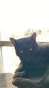 adoptable Cat in monroe, NC named Yelena
