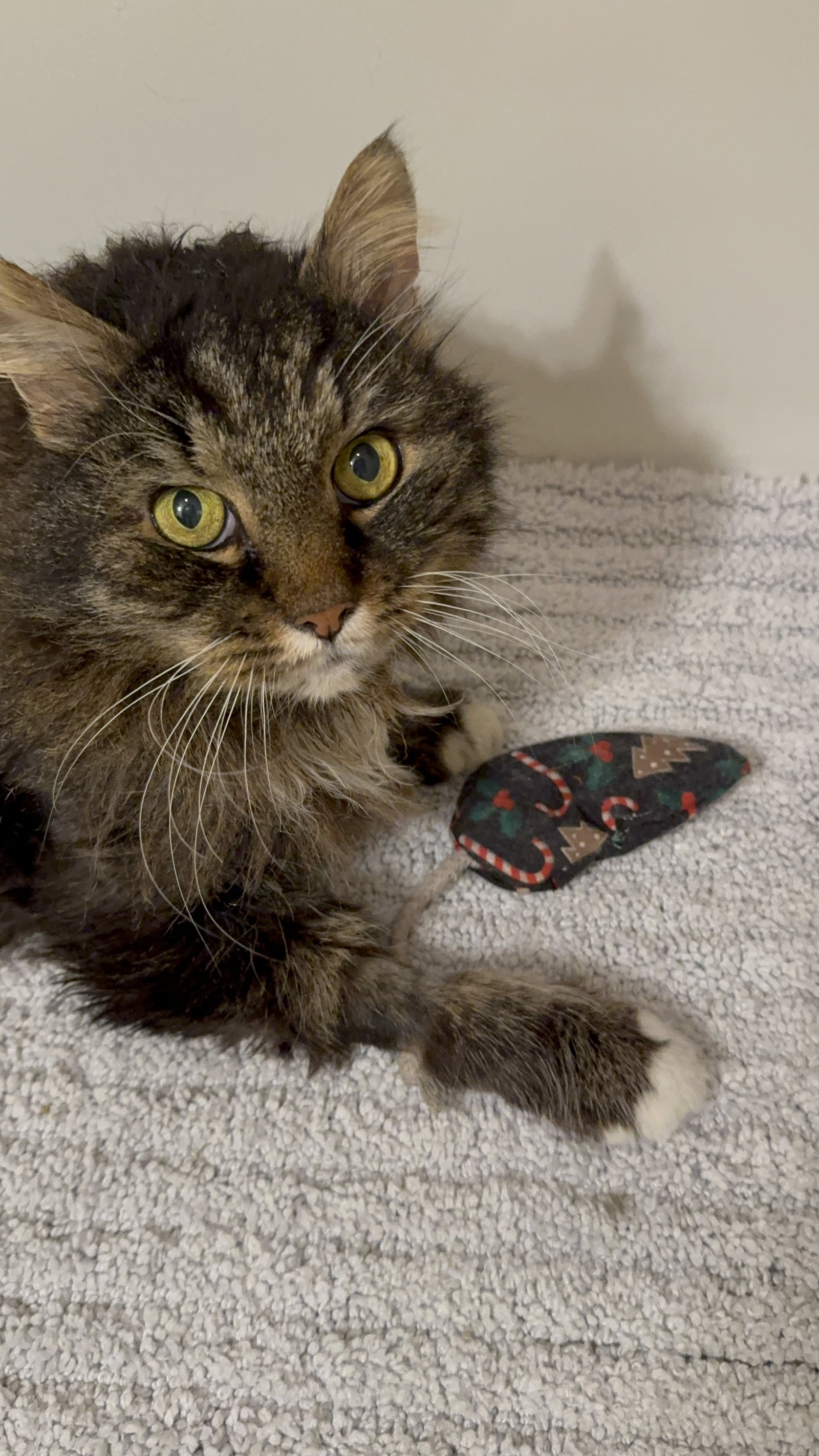 Cats for Adoption in Lancaster, South Carolina Alpha Paw