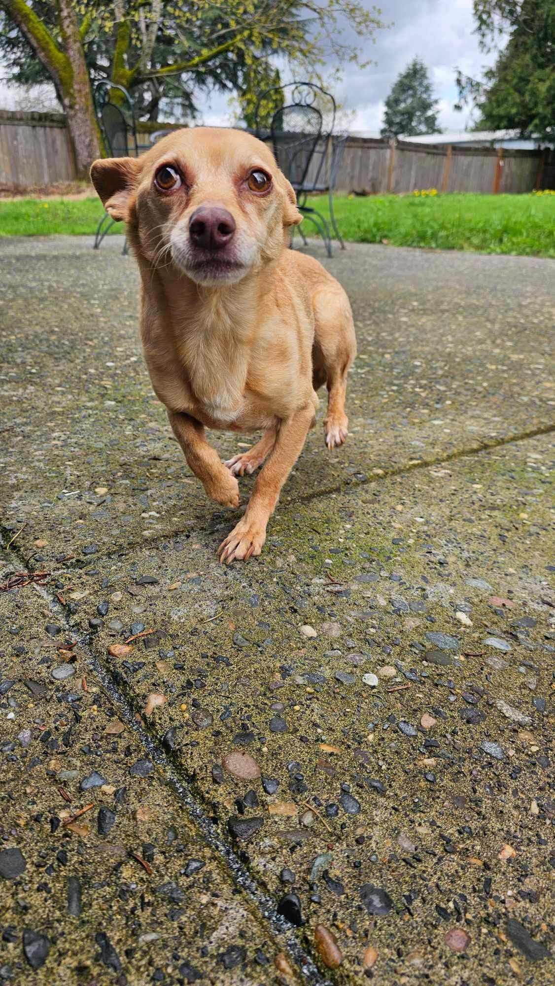 adoptable Dog in Vancouver, WA named Prince