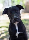 adoptable Dog in  named Quentin