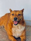 adoptable Dog in  named Penny