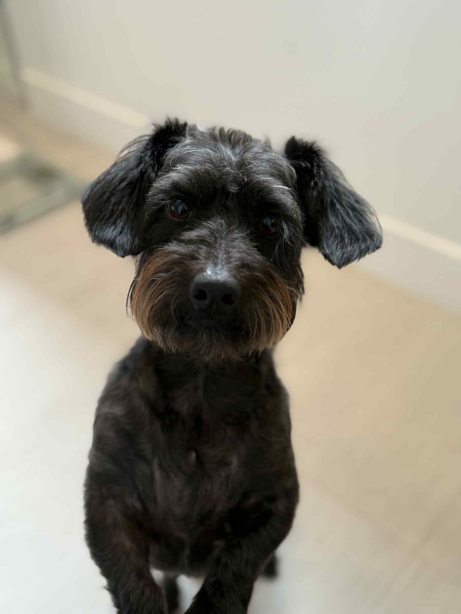 adoptable Dog in Vancouver, WA named Bowie