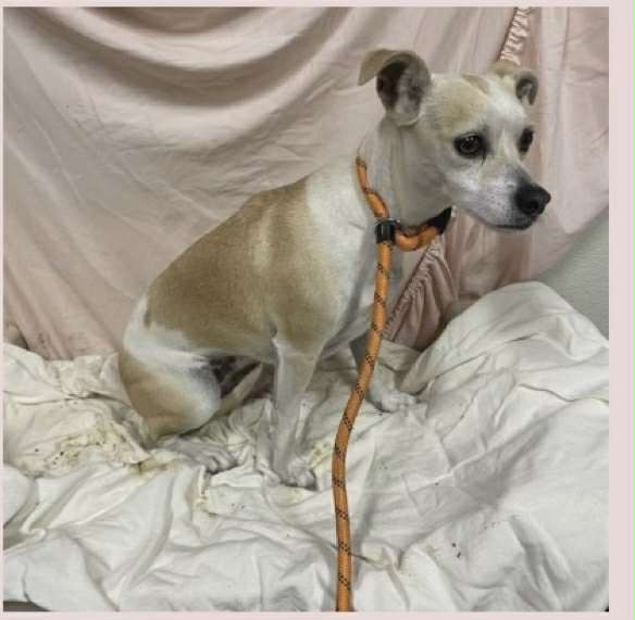 adoptable Dog in Vancouver, WA named Ruffles