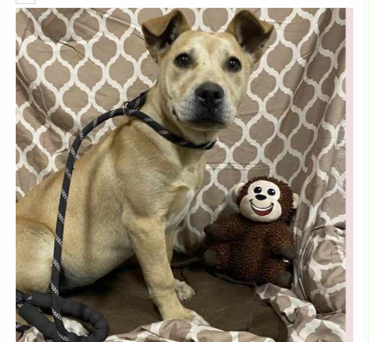 adoptable Dog in Vancouver, WA named Miss Maple