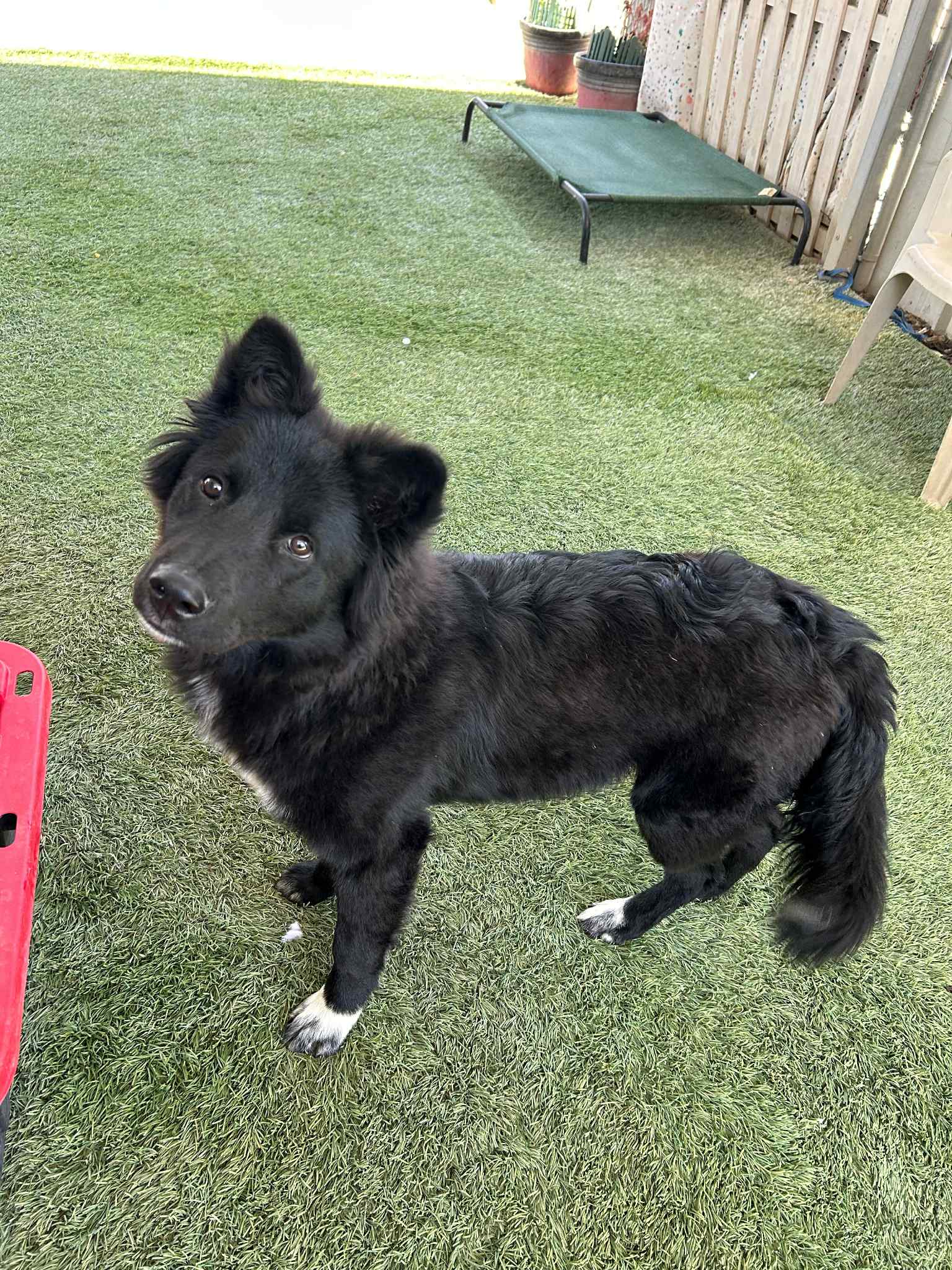 adoptable Dog in Vancouver, WA named Sherman