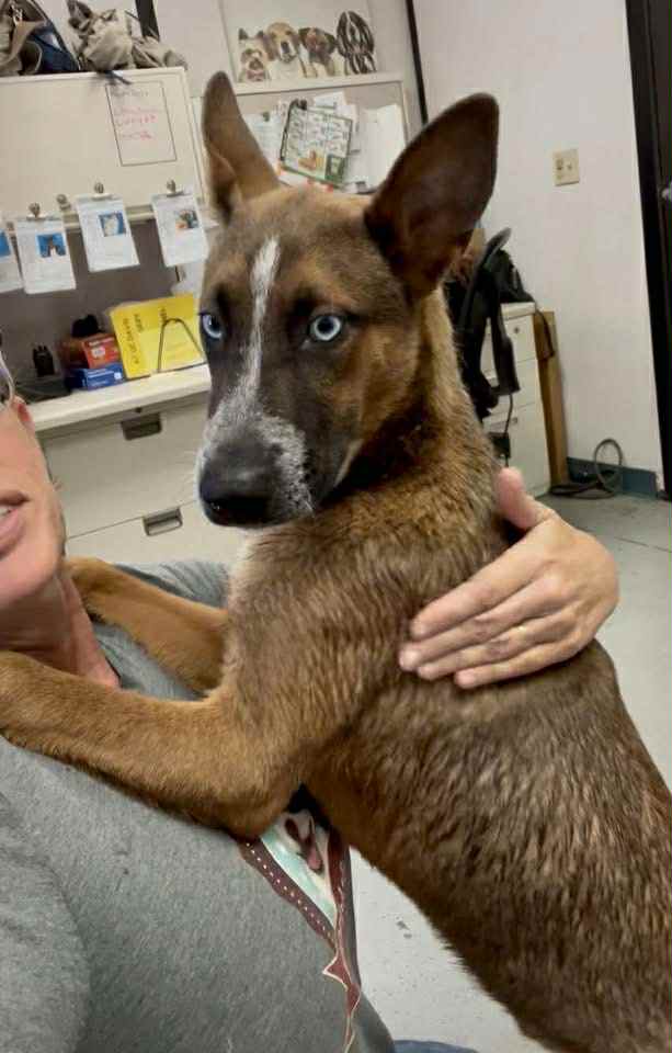 adoptable Dog in Vancouver, WA named Wasabi