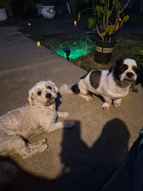 Taz bonded with Cash