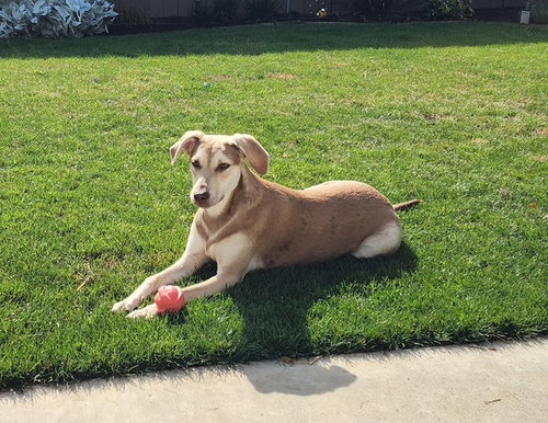 picture of the dog needing adoption
