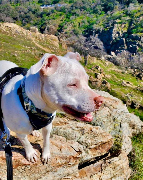Elvis, an adoptable Pit Bull Terrier in Vancouver, WA