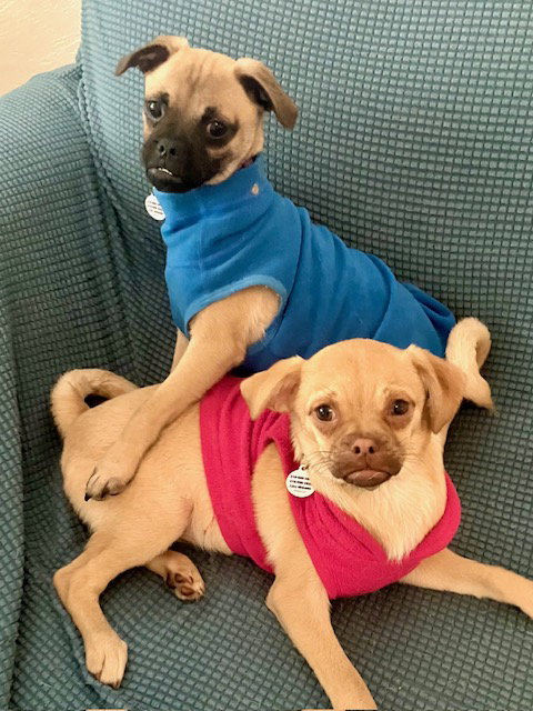 Jax and Juno M/F Bonded Pair