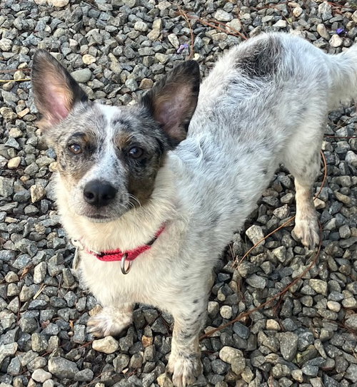 Laddy, an adoptable Corgi in Vancouver, WA