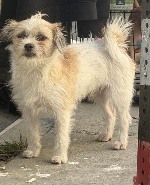 Oliver, an adoptable Terrier in Vancouver, WA