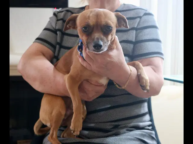 Chico - Chihuahua