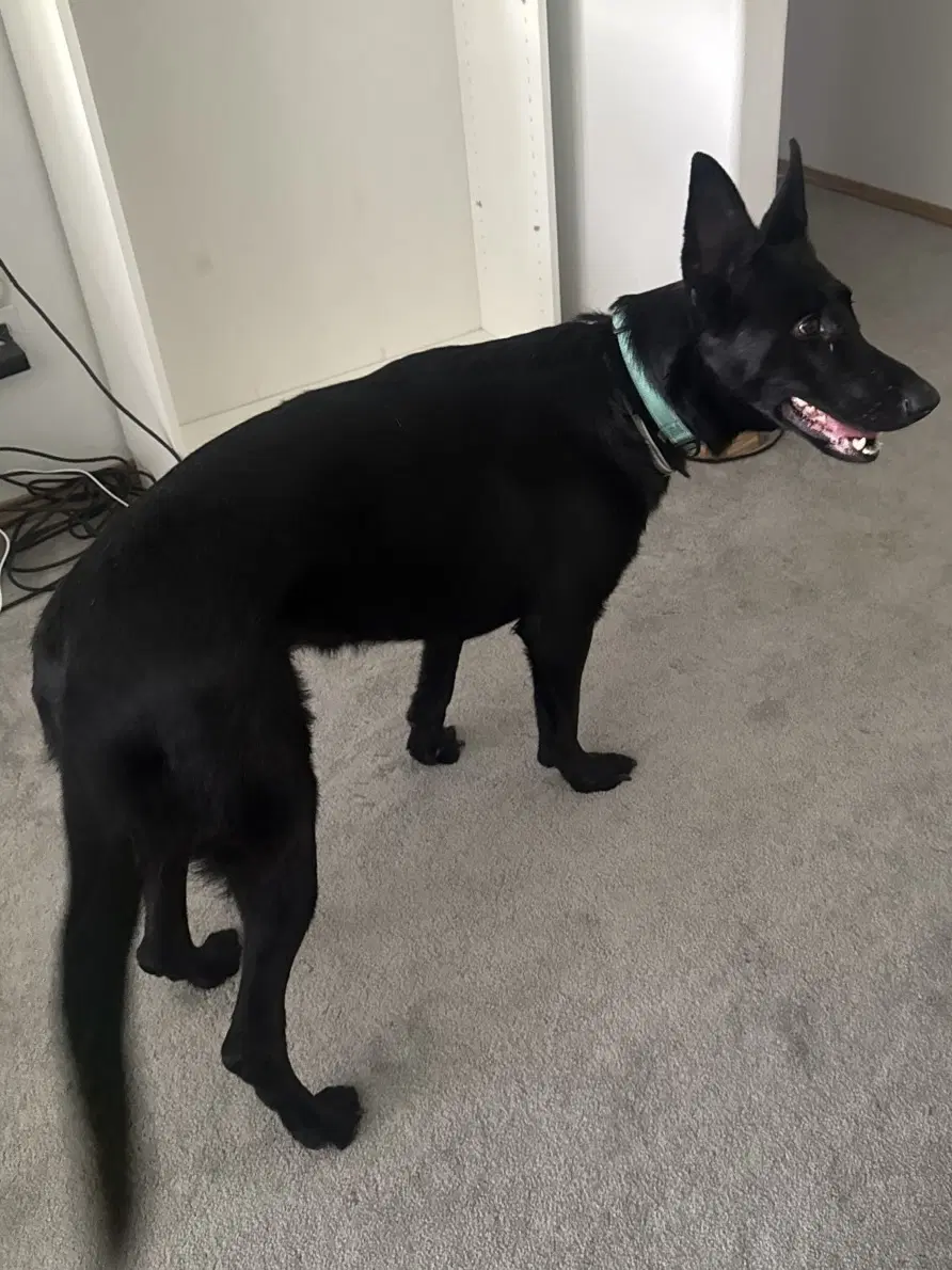 Keres - German Shepherd Dog