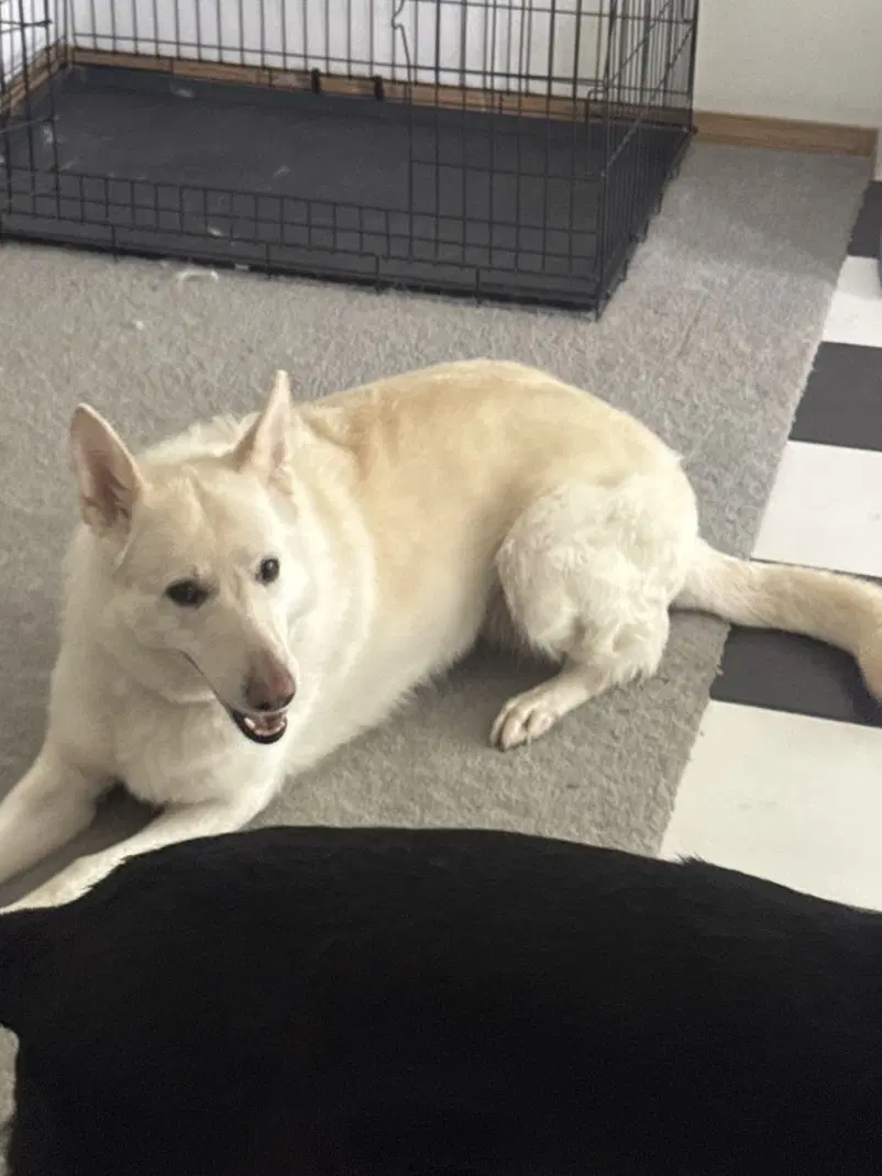 Val - German Shepherd Dog