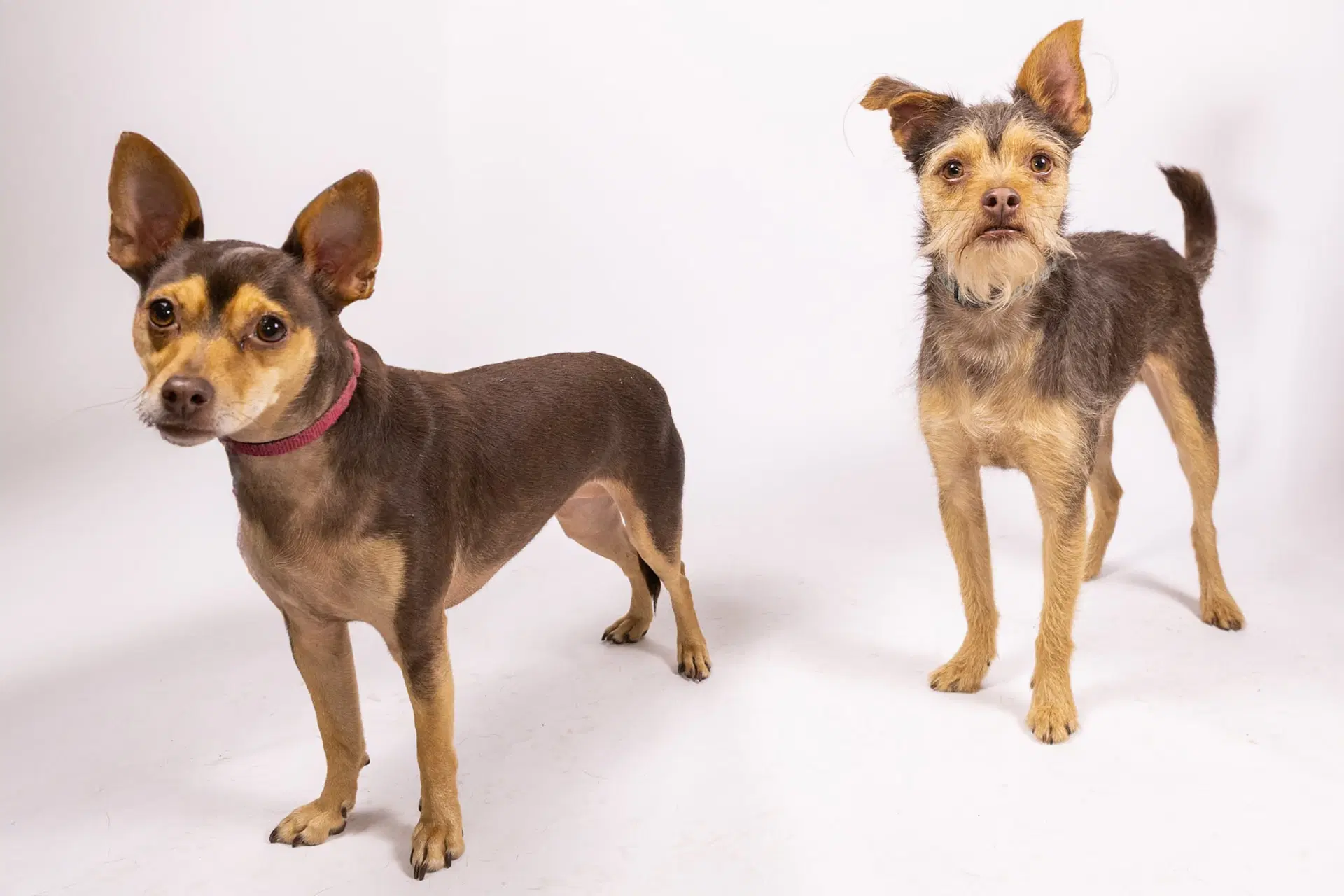 Cosmo And Minnie Bonded Pair - Miniature Pinscher