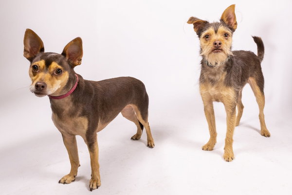 Cosmo and Minnie Bonded Pair