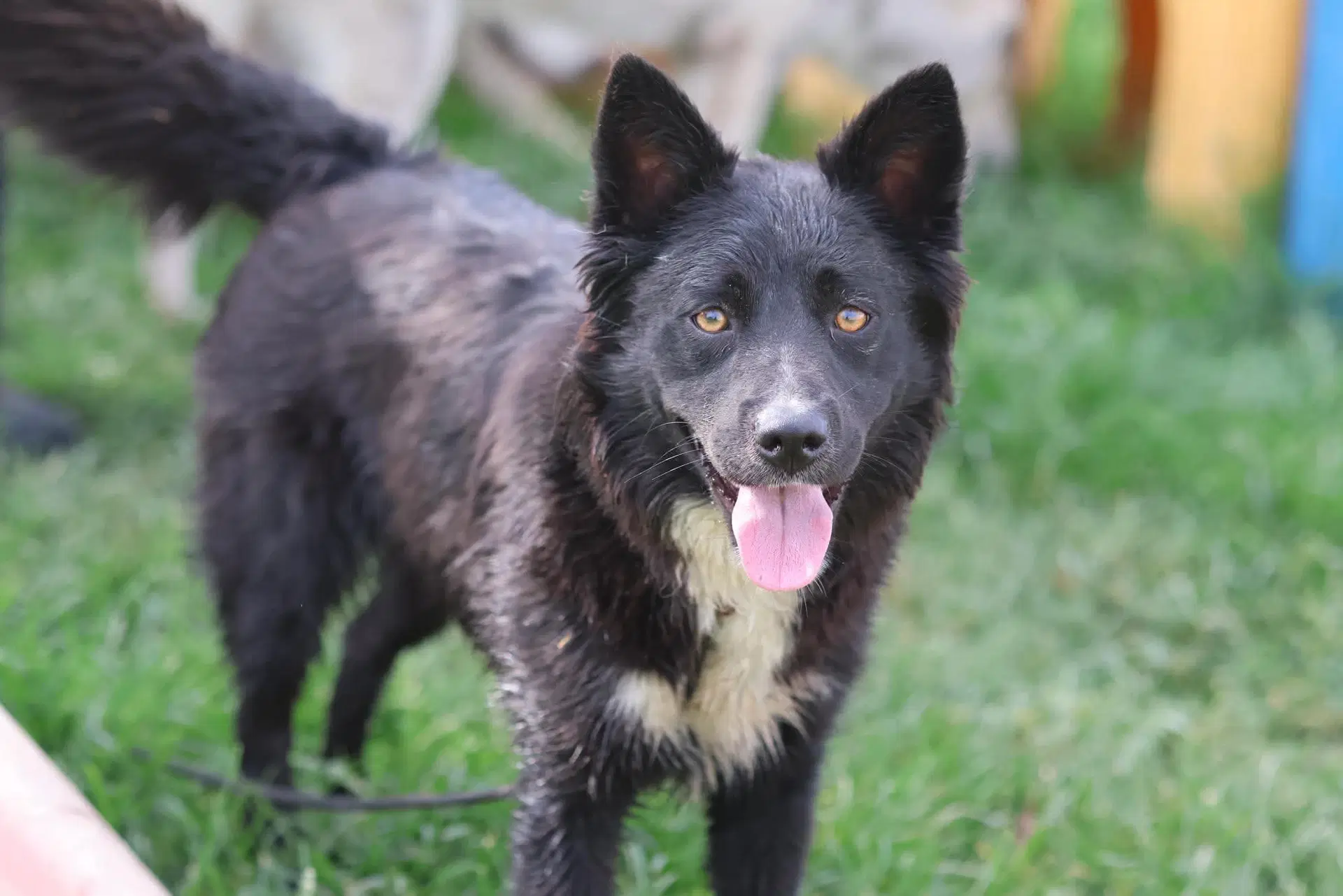 Goldie - Australian Kelpie