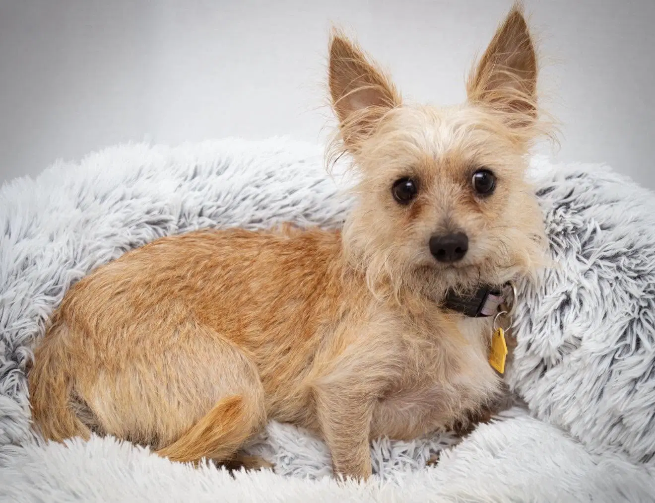 Sammy - Yorkshire Terrier Yorkie