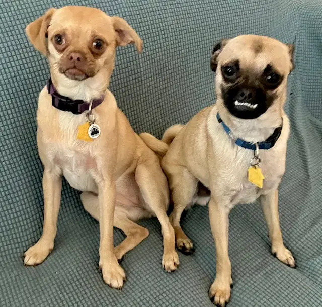 Jax And Juno Bonded Pair - Pug