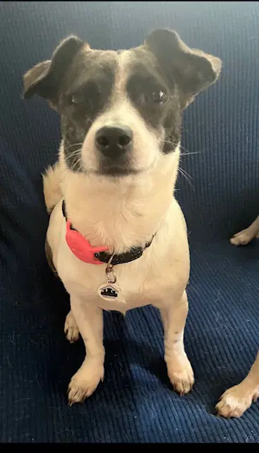 Noa - Chihuahua