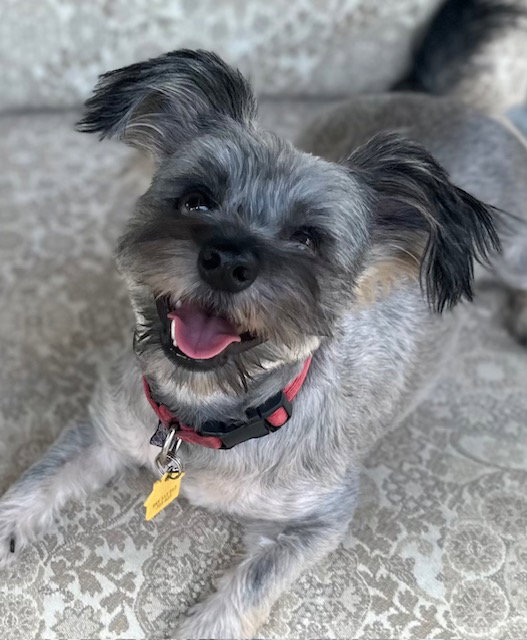 Snookie, Yorkshire Terrier Yorkie