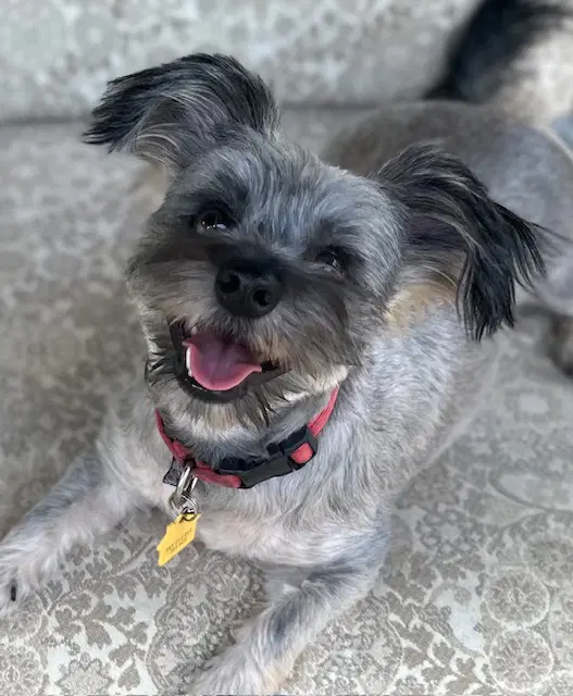 Snookie - Yorkshire Terrier Yorkie