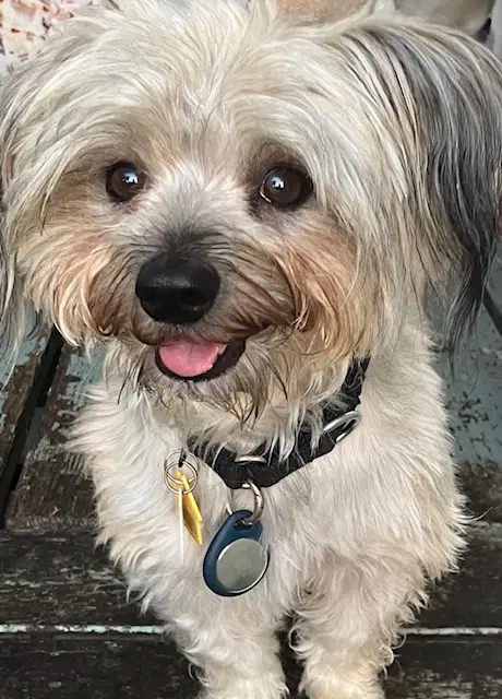 Simon - Havanese