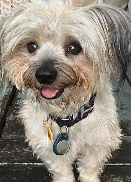 Simon