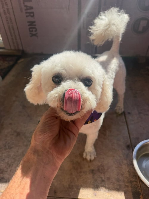 Pickles, Poodle (Miniature) / Mixed