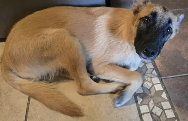 Frida - German Shepherd Dog