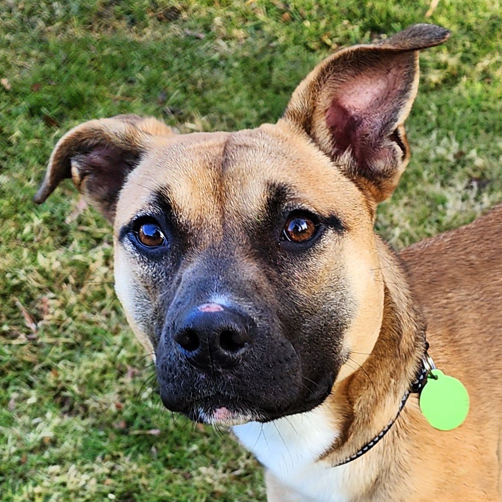 adoptable Dog in Westminster, MA named Roo