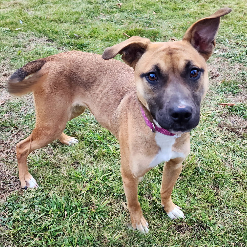 Dog for Adoption - Roo, a Black Mouth Cur in Troy, NH | Alpha Paw