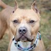 adoptable Dog in , MA named Jesse James
