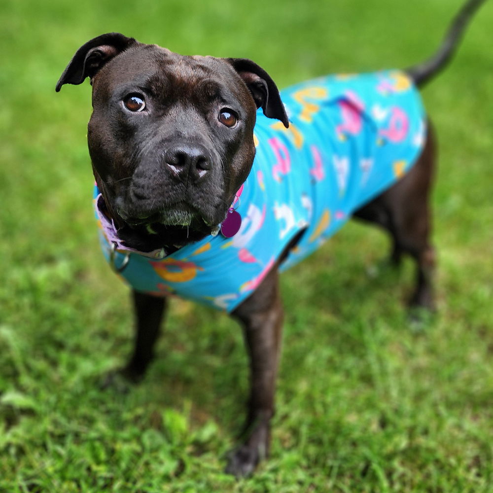 adoptable Dog in Westminster, MA named Peggy Sue