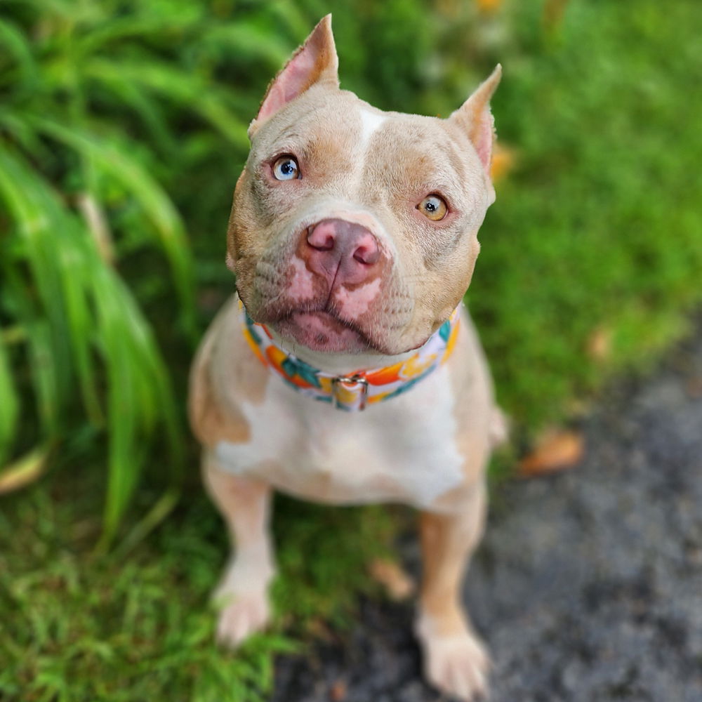 adoptable Dog in Sudbury, MA named Clementine